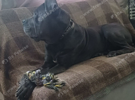 Stunning boy 4 years old