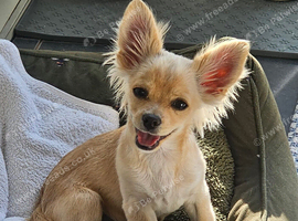 Caramel Tan Chihuahua boy teacup
