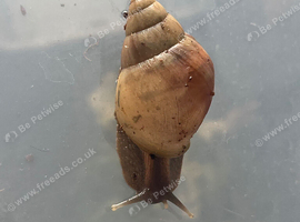 Giant African land snail (Lissachatina fulica)