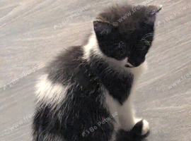 Kittens