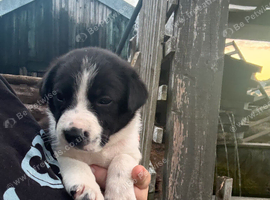Border collie puppies