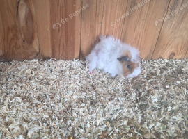 Baby female guinea pigs