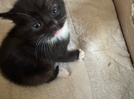 Tortoise shell kittens