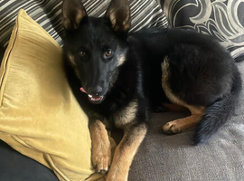 8 month old Belgian shepherd female