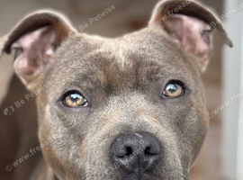 Blue Staffordshire bull terrier