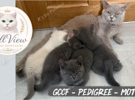 Stunning GCCF BSH Kittens Ready Now