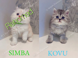 1 Stunning Pure Persian Kitten LEFT Kovu