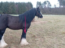 Kid's pony
