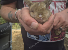 4 stunning pure mini lop babies ready 21 st October
