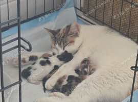 3 calico girl kittens for sale 5and half weeks old