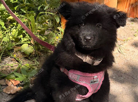 Reduced - CHOW SHEPHERDS READY NOW