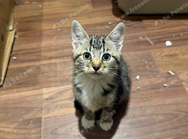 Domestic shorthair kitten