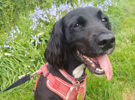 Luna 6 year old