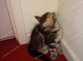 Polydactyl kittens for sale