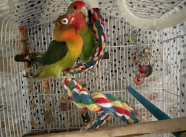 Beautiful hand reared baby female and semi tame male lovebirds