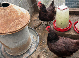 Rhode Island Red Bantam Hens