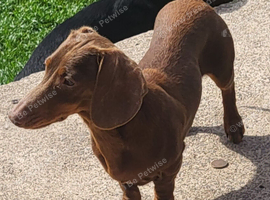 Chocolate miniature dachshund