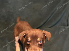 Australian Kelpie x Collie Puppies