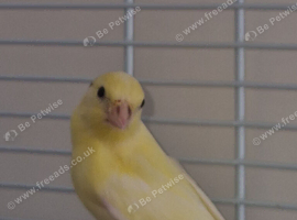 2 baby canaries