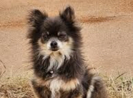 Tri coloured Chihuahua or pomchi wanted great loving home waiting