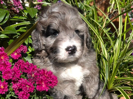 Beautiful Rare F1 Chocolate Merle SaintBerdoodle