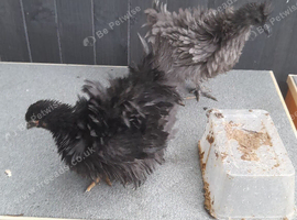 Bantam chickens