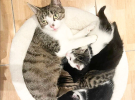 White and Tabby