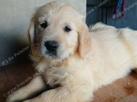 8 gorgeous Retriever pups