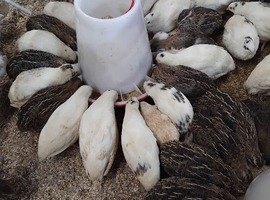 20 bob white squails