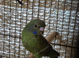 Beautiful bfbw budgies
