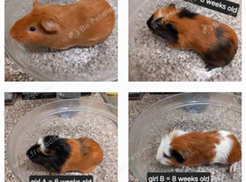 Baby guinea pigs ready now