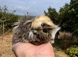 Baby guinea pigs