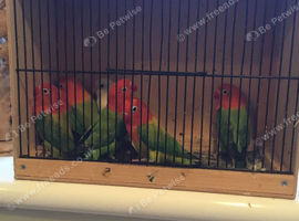WANTED, opaline Fischer lovebirds
