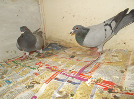 RACING PIGEONS FOR SALE..