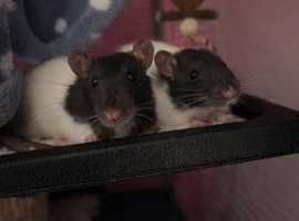 2 Female Hooded Rats with Critter Nation Cage