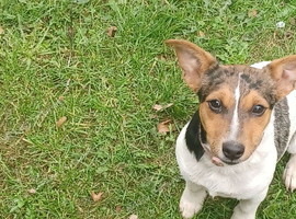 Absolutely stunning jackrussel girl Sienna