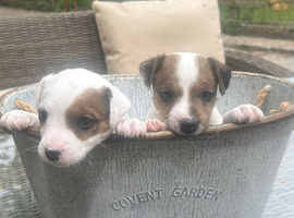 Parson Terrier pups for sale