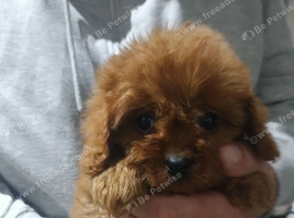 Cavapoo Puppies Red ️️ last boy!!