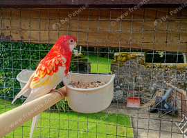 Rosella for sale