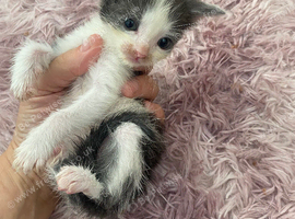 2 kittens remaining ready 24th July