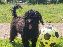 Looking for a forever home our sweet girl