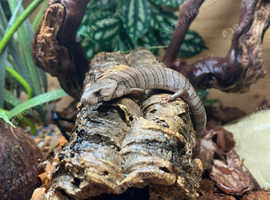 Pink Tongue Skinks at Birmingham Reptiles