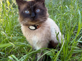 Male ragdoll