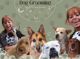 Ffyons Grooming