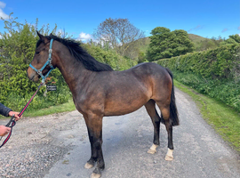 3yo unbroken mare