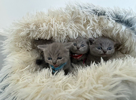 Beautiful chunks blues