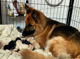 German shepherd puppies