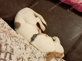 I have jack russell