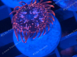 Utter chaos zoa (1 head)