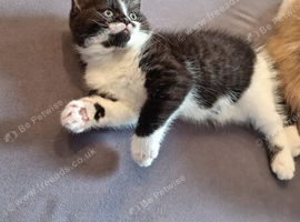 Female kitten